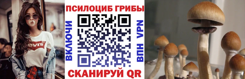 Псилоцибиновые грибы GOLDEN TEACHER Дербент